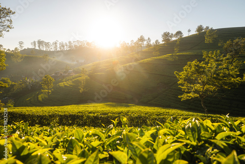 Beautiful sunrise over hills with tea plantations near Haputale in Sri Lanka..