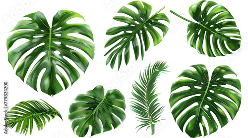 Exotic plants collection featuring palm leaves and monstera, isolated on white. Watercolor vector illustrations perfect for botanical designs, top view flat lay, vibrant digital art with transparent b