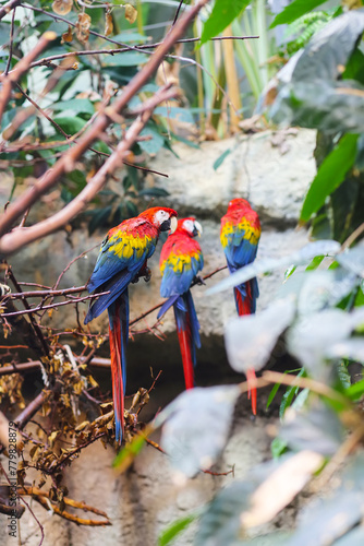 three colorful red blue parrot gnawing on the tree