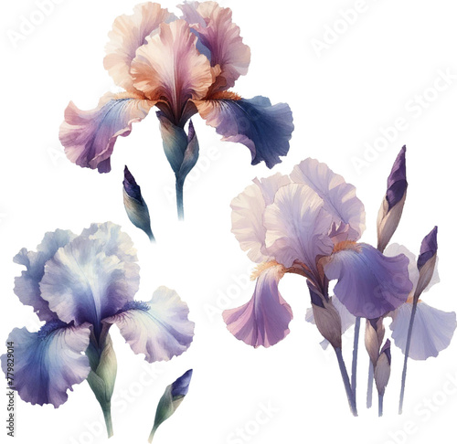 drawing of watercolor realistic iris flowers in vector