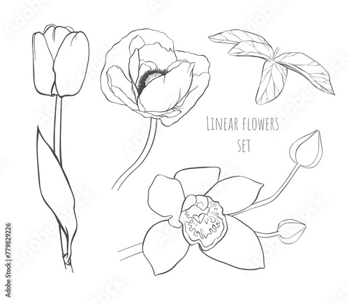 Vector hand-drawn  linear flowers set. Tall open tulip, big poppy, small leaf. Branch with one large blooming orchid, two closed buds. Simple outline plant sketch. Elegant ink painted natural element