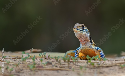 a lizard is standing on the ground Leiolepis belliana Butterfly Lizard. photo