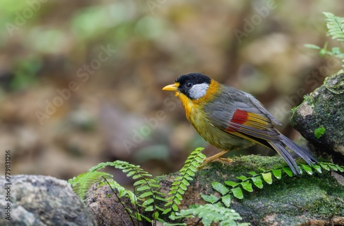 Birds with beautiful colors in nature Silver Eared Mesia ( Leiothrix argentauris )  photo