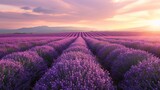 A field of lavender flowers with a beautiful sunset in the background. The sky is filled with clouds, and the sun is setting, casting a warm glow over the field. The lavender flowers are in full bloom