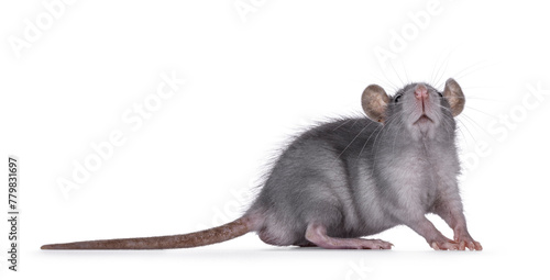 Cute blue young rat, standing side ways. Looking up and above camera. Isolated on a white background. © Nynke