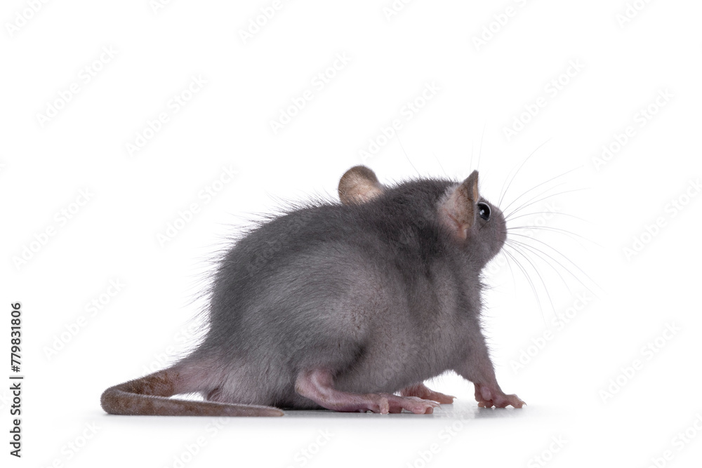 Cute blue young rat, standing side ways. Looking backwards away from camera. Isolated on a white background. Cute blue young rat, standing side ways. Looking backwards away from camera. Isolated on a white background.