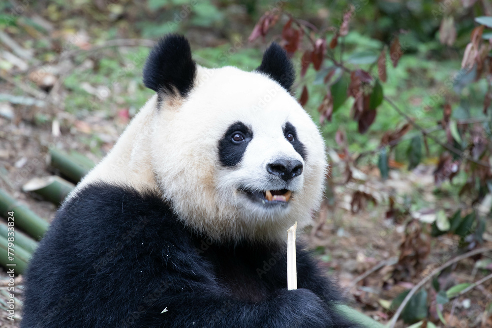 Obraz premium Close up female panda, Yuan Run, Chengdu, China