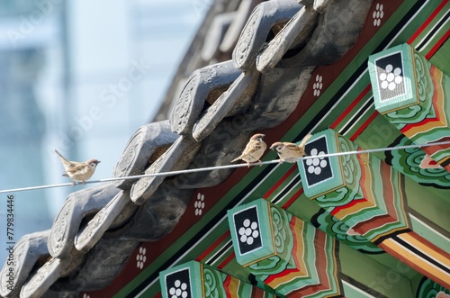 Three birds are perched on a wire above a building photo