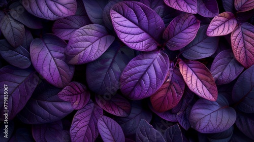 Purple leaves for backgrounds  wallpapers  and designs.