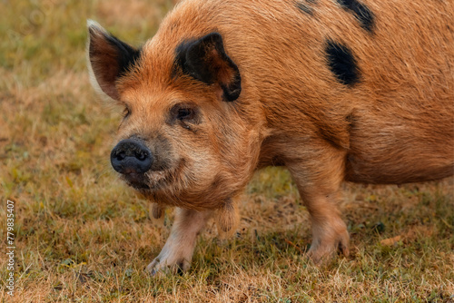 Kunekune pig walking on a dry summer meadow