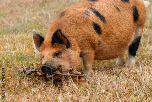 Kunekune pig chewing on a stick on a dry summer meadow