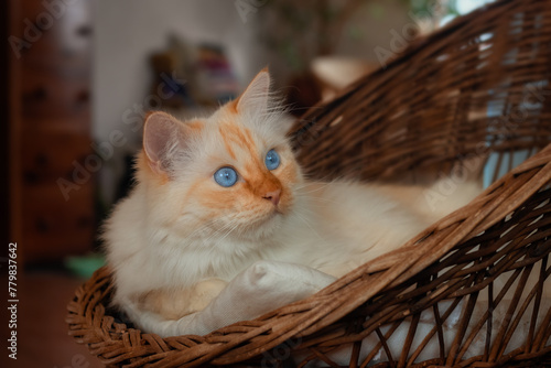 Cat sitting on a wicker chair in a living room and looking at something in the distance with big round blue eyes