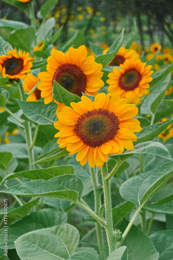 Obraz premium Field of sunflowers with the bright sunlight. Sunflower photos on the rear. Sunflowers are the flowers like sunny