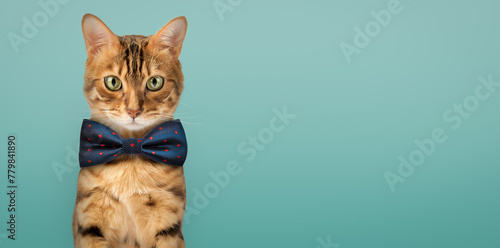 Cute Bengal cat wearing a blue bow tie.