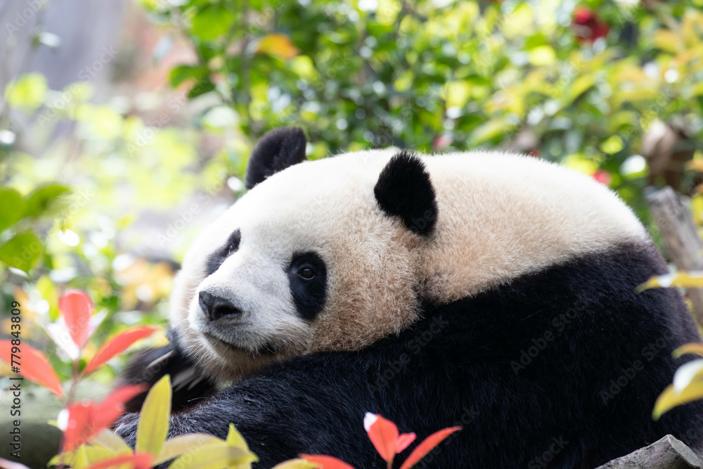 Obraz premium Close up Sweet Female Panda, Mei Lan aka Rou Rou