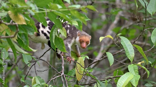 Waigeou cuscus or Waigeou spotted cuscus (Spilocuscus papuensis), Raja Ampat Biodiversity Nature Resort, Waigo, Raja Ampat, West Papua, Indonesia photo