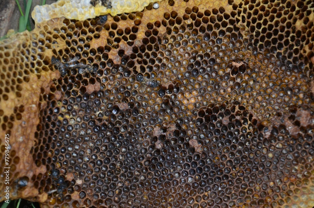 A bee is flying over a honeycomb A bee is flying over a honeycomb