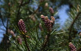 Composition of beautiful colored fir cones against the blue sky