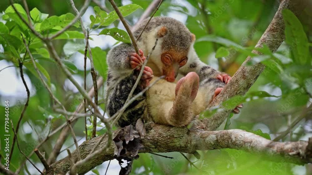 Waigeou cuscus or Waigeou spotted cuscus (Spilocuscus papuensis), Raja Ampat Biodiversity Nature Resort, Waigo, Raja Ampat, West Papua, Indonesia Waigeou cuscus or Waigeou spotted cuscus (Spilocuscus papuensis), Raja Ampat Biodiversity Nature Resort, Waigo, Raja Ampat, West Papua, Indonesia