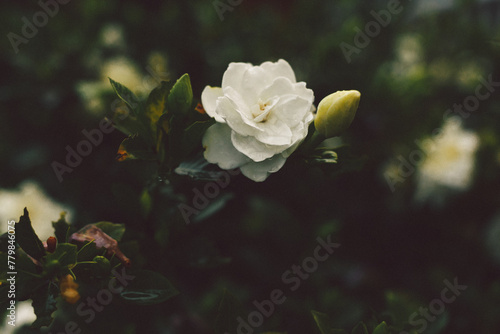 white rose in nature with a blurred background photo