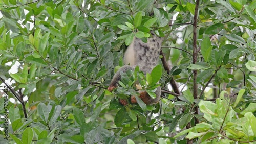 Waigeou cuscus or Waigeou spotted cuscus (Spilocuscus papuensis), Raja Ampat Biodiversity Nature Resort, Waigo, Raja Ampat, West Papua, Indonesia photo