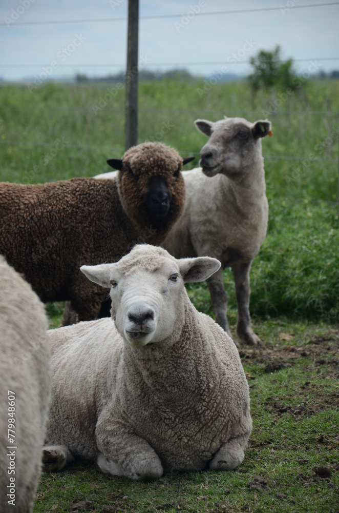 A group of sheep are standing in a field with a fence in the background A group of sheep are standing in a field with a fence in the background