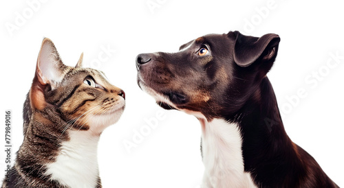 Cat and dog on a transparent background.