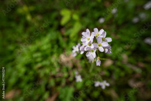 Close-up of watercress flower outdoors.
