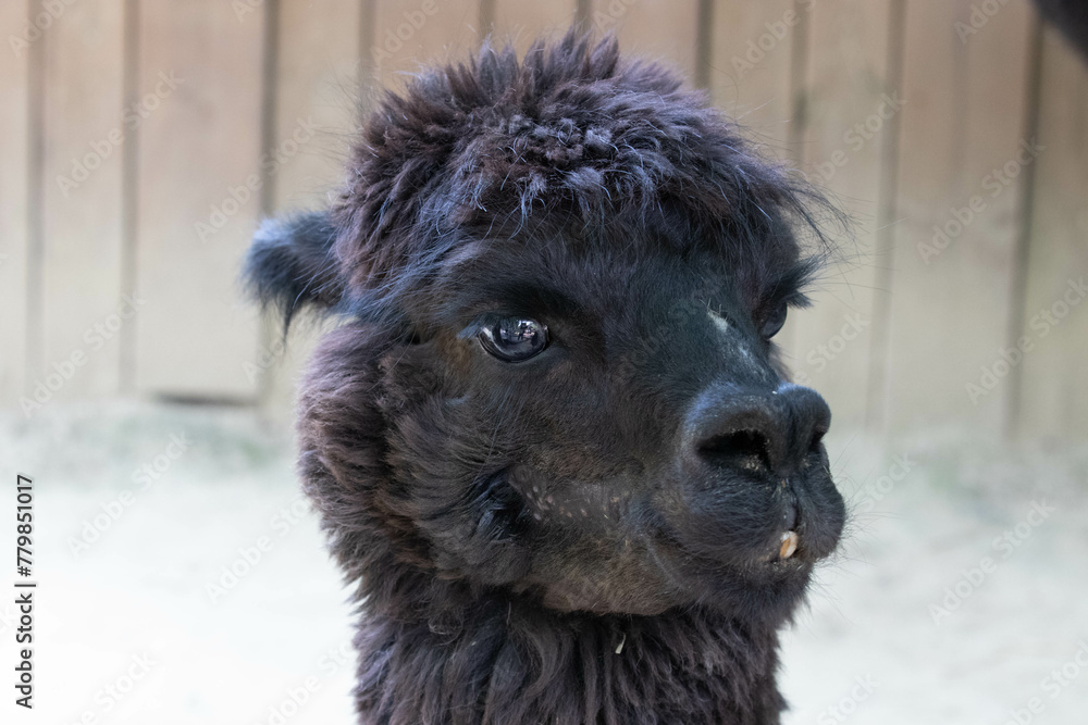 Obraz premium A portrait of black Alpaca