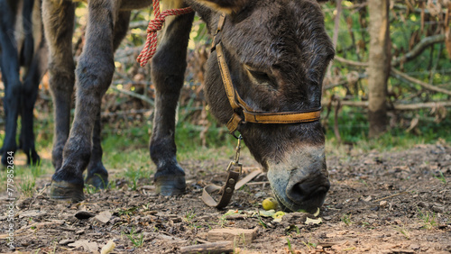 A brown donkey is seen eating hay in a rural setting. The animal is standing next to a wooden fence, surrounded by greenery under the daylight. The tranquility of the scene is palpable.