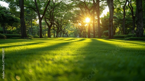  The sun brightly shines through trees in a lush park, grass lined path on each side