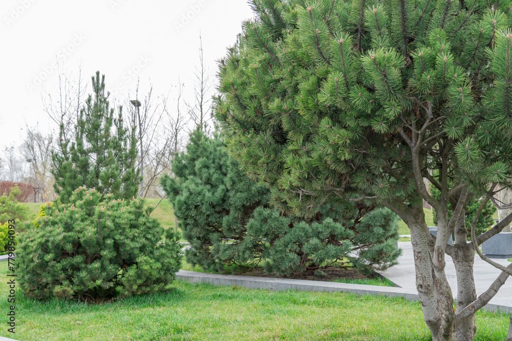 Mix gardening of evergreen plants in city park. Landscape design fir pine trees and conifer shrub in natural parkland. Green lawn cultivated in ornamental garden. Beautiful paths and benches in town.