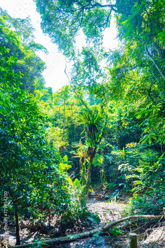 Baihualing Tropical Rainforest in Qiongzhong  Hainan  China