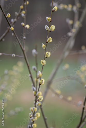 Flowers on a willow twig outdoors.