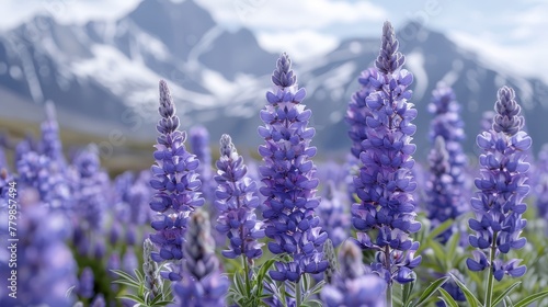  A purple flower field faces mountain ranges, their peaks capped with distant snow