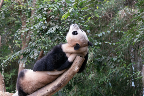 Sweet Playful female Panda, Fu Bao, Everland , South Korea photo