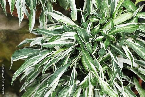 Variegated leaf Arrow plant or Syngonium Starlite photo