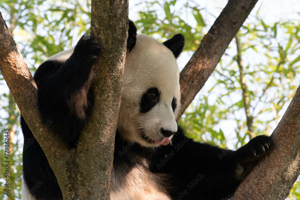 Obraz premium Playful Male Panda, Le Bao, Everland, Korea