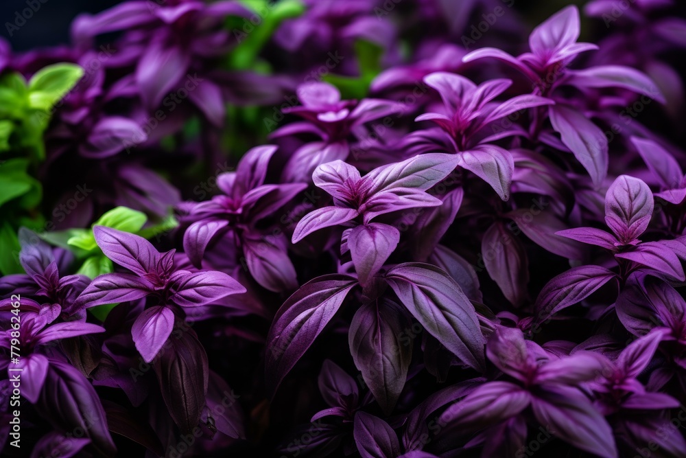 Velvety Purple basil herbs plant. Health culinary raw macro plant. Generate Ai Velvety Purple basil herbs plant. Health culinary raw macro plant. Generate Ai