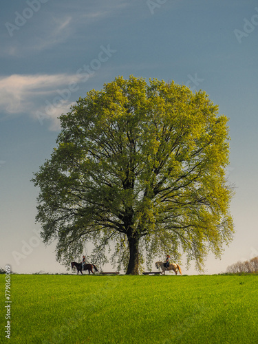 Two horses in the shade of an oak tree in summer