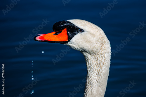 Swan on the Lake (ID: 779863203)