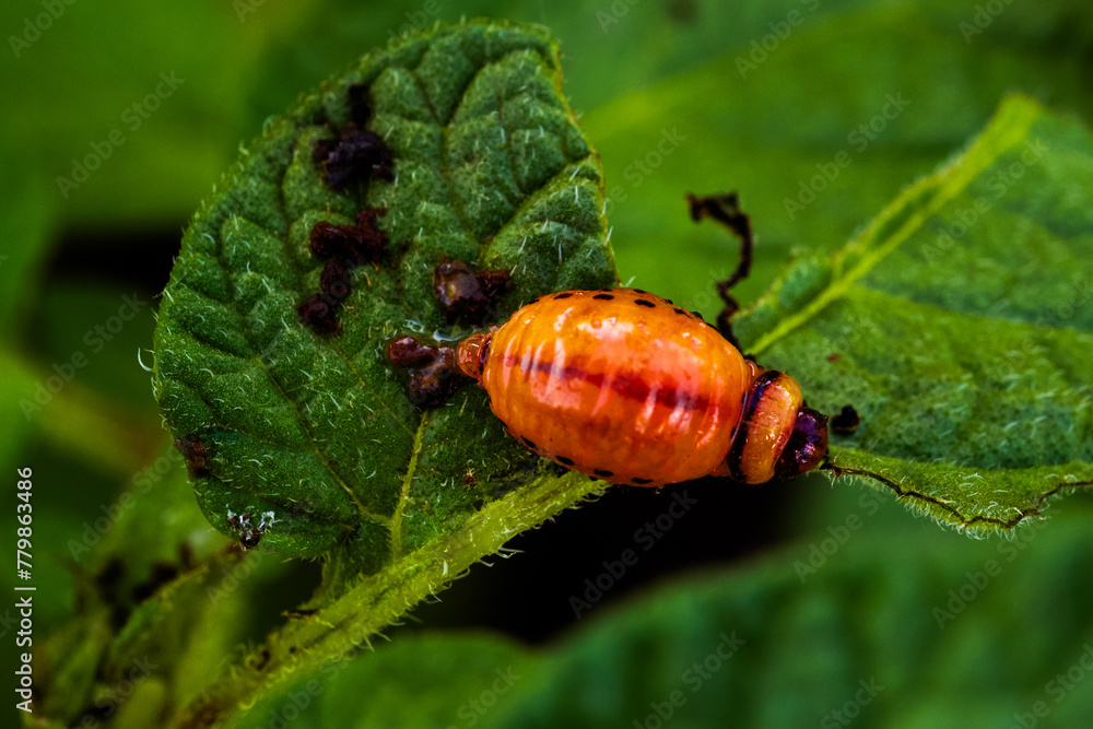 A small orange bug is sitting on a leaf. The bug is surrounded by green leaves and he is resting. A small orange bug is sitting on a leaf. The bug is surrounded by green leaves and he is resting.
