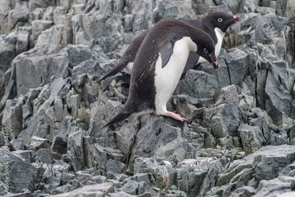 Fototapeta premium Antarctic Wildlife