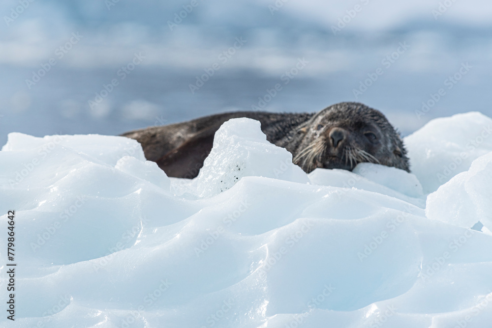 Obraz premium Antarctic Wildlife