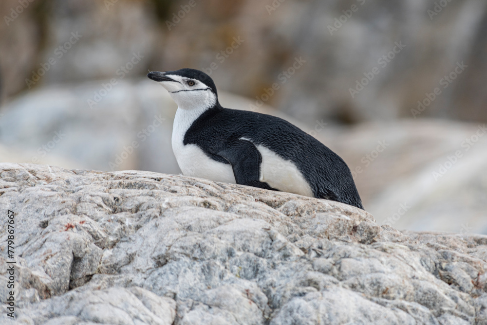 Naklejka premium Antarctic Wildlife