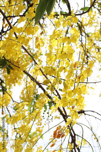 Golden shower tree (Cassia fistula) national flower of Thailand 