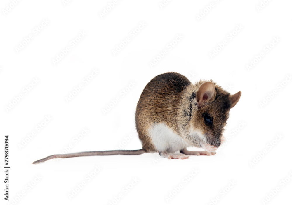 Theriology and deratization. Wild forest and field mice (Apodemus and Arvicolinae) as pests of agriculture and household. Isolated Wood mouse (Apodemus sylvaticus) shooting from different angles Theriology and deratization. Wild forest and field mice (Apodemus and Arvicolinae) as pests of agriculture and household. Isolated Wood mouse (Apodemus sylvaticus) shooting from different angles