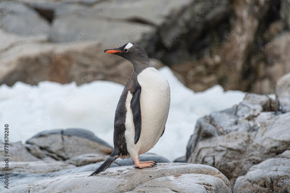 Obraz premium Antarctic Wildlife