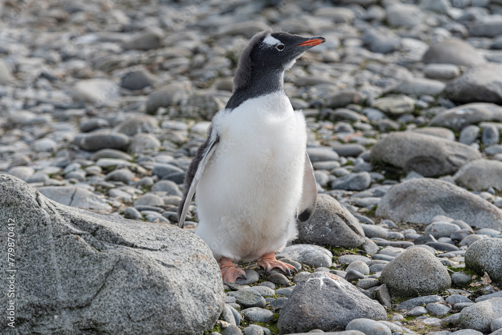 Fototapeta premium Antarctic Wildlife