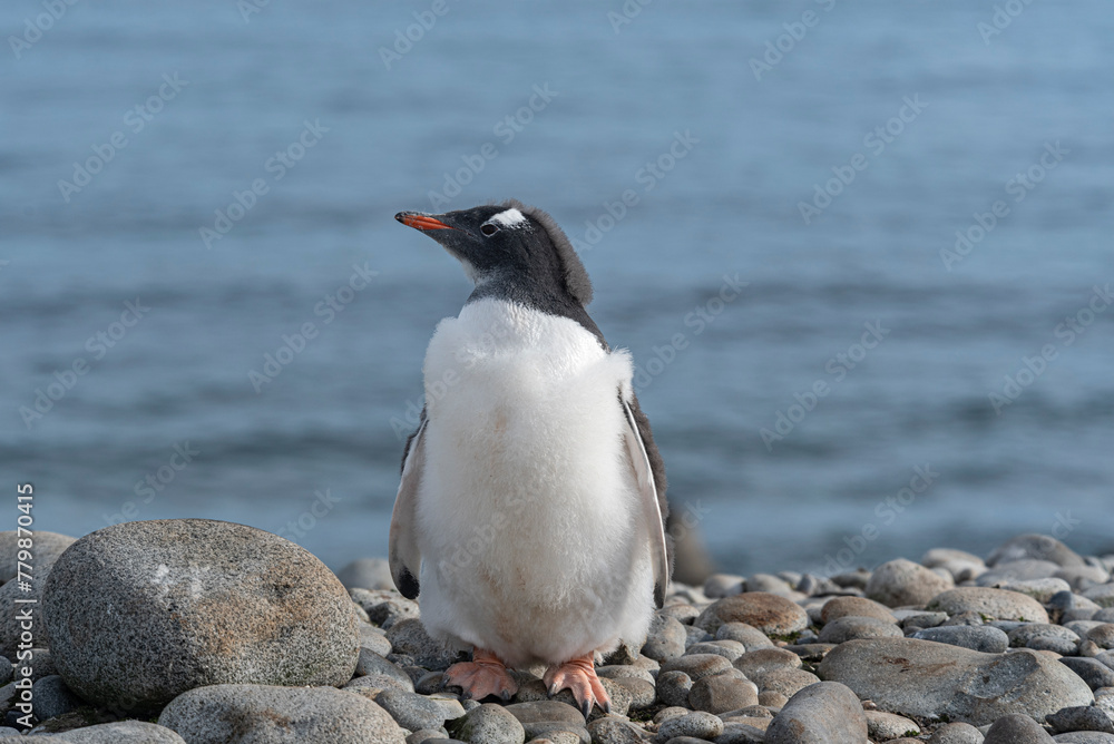 Naklejka premium Antarctic Wildlife